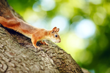 squirrel on a treered / squirrel sitting on a tree and looks into the distance