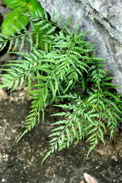 fern leaves