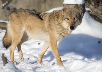 Naklejka premium Волк