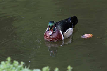 Pato Wood Duck