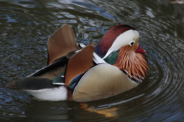 Pato Mandarin