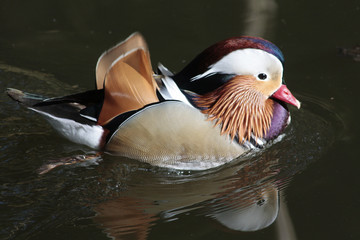 Pato Mandarin
