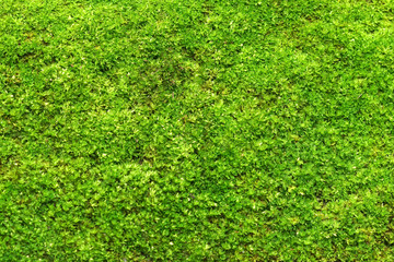 macro photo with green moss background