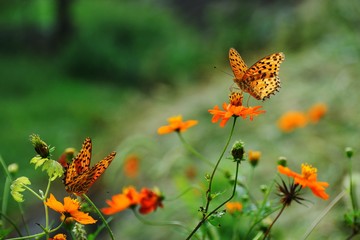 butterfly and flowers

