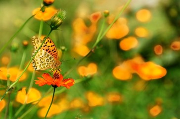 butterfly and flowers
