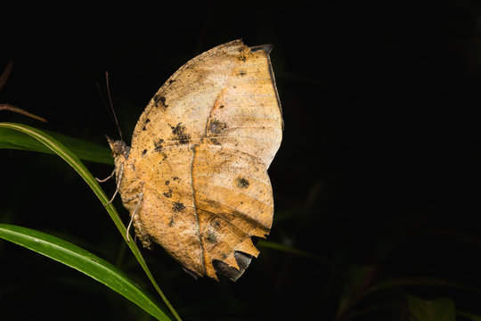 leafwing butterfly bears