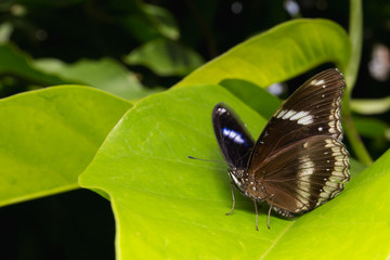 Great Eggfly