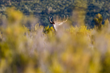 Ciervo macho berreando entre la vegetación. Cervus elaphus. Berrea del Ciervo en La Sierra de la Cabrera, León.