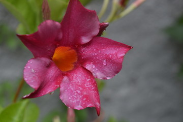 Fiore rosso al mattino