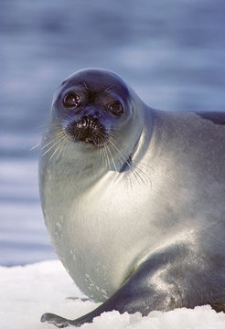 Adult harp seal (Phoca groenlandica), Magdalen Isalnds, Gulf of St. Lawrence, Canada