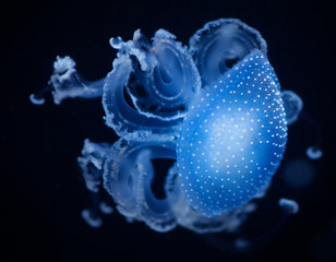 Blue motion jellyfish