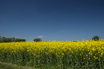 Fototapeta premium WD-0014