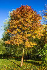 Fototapeta premium Tree with colorful leaves in autumn park