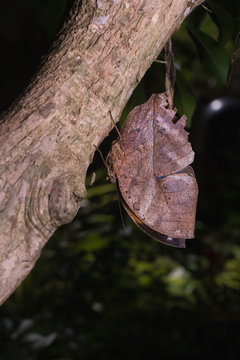 leafwing butterfly bears