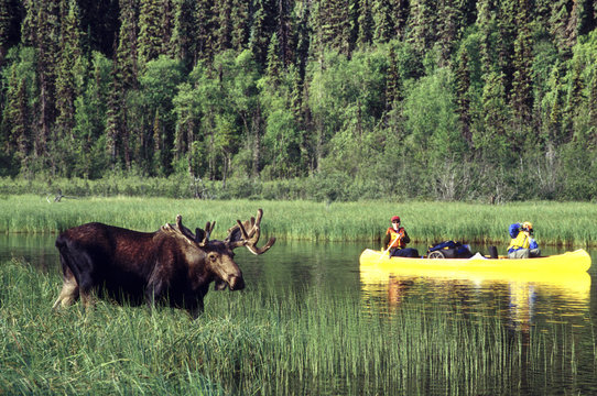 Wildlife viewing, photographing bull moose from canoe on Bowron River, Bowron Lake Park, Cariboo region, British Columbia, Canada.