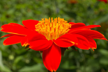 Tithonia rotundifolia on green ground