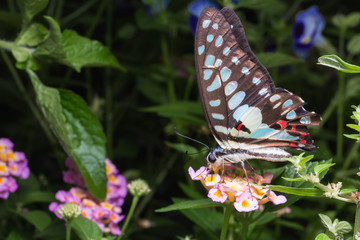 Close up of Tailed Jay (Graphium agamemnon) butterfly on Brillia