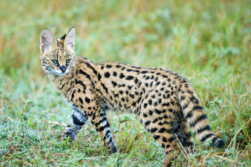 Serval kitten (Leptailurus serval), Masai Mara Reserve, Kenya, East Africa