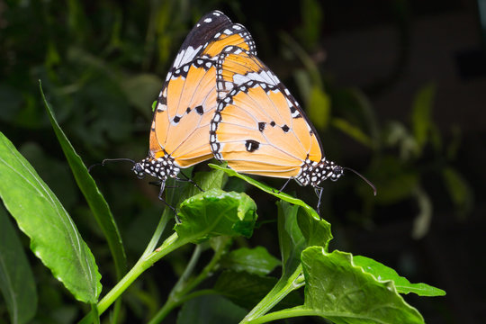 Plain Tiger butterfly (Danaus chrysippus butterfly) butterflies
