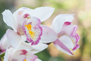 Naklejka na ściany i meble Beautiful orchid flowers is considered the queen of flowers in T