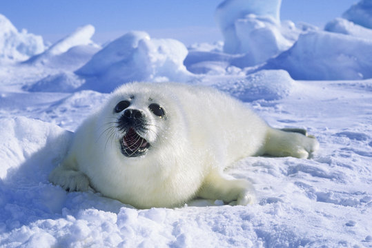 arctic seal