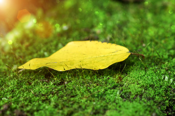 Yellow leaves on moss.