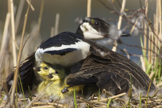 Canada Goose on her nest with 3 recently hatched chicks near Muskoka, Ontario
