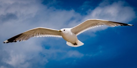 Seagull Gliding in a Blue Sky