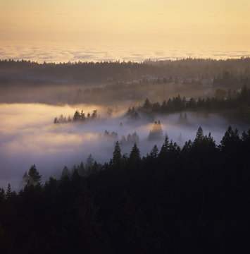 Morning Fog , Gibsons, Sunshine Coast, British Columbia, Canada.