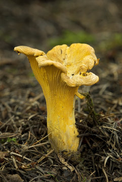 Golden Chantrelles (Cantharellus cibarius, roseocanus), Vancouver Island, British Columbia, Canada.