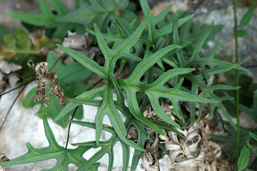 Fresh green leaves of a fern