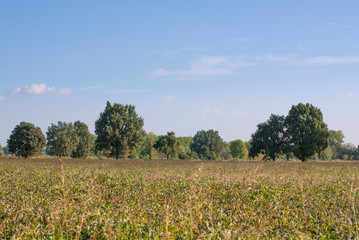 campo agricolo
