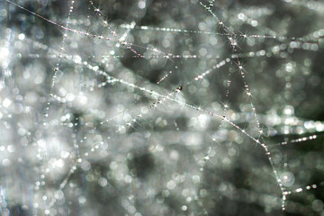 The spider web (cobweb) closeup background