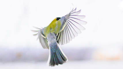 Great Tit Speading its Wings