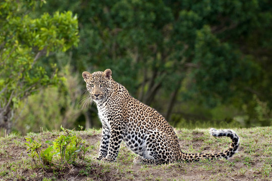 Fmale leopard sitting on ground, Kenya