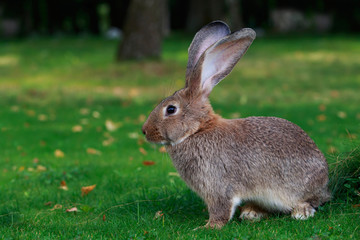 Fototapeta premium the gray rabbit