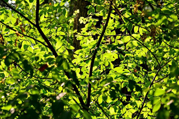 Herbstblätter im Sonnenlicht