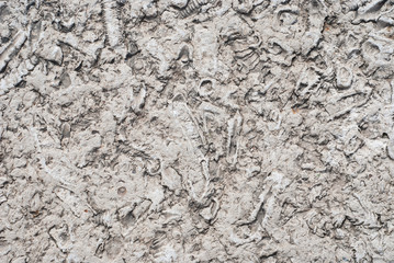 Fossil background