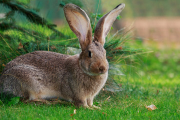 the gray rabbit