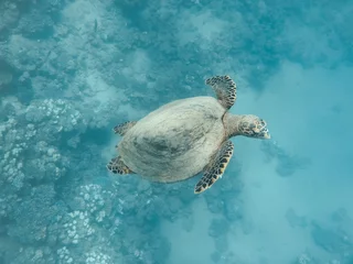 Fotobehang Schildpad Green sea turtle