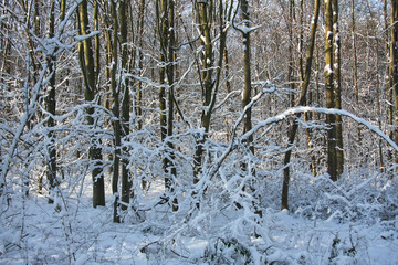 Winter im Wald