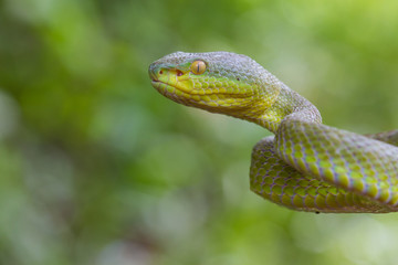 Naklejka na ściany i meble Close up Yellow-lipped Green Pit Viper snake
