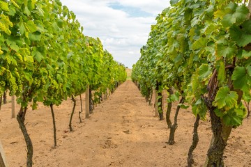 Rows of vineyard before harvesting in autumn in Slovakia
