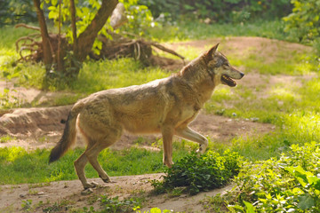 Gray wolf