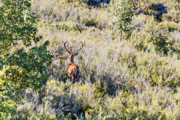 Ciervo macho. Cervus elaphus. Berrea del Ciervo en La Sierra de la Cabrera, León.