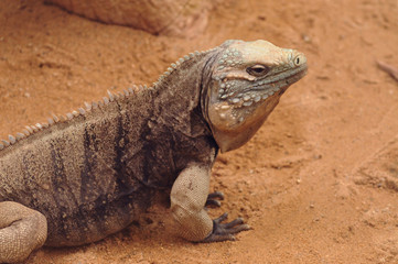 Cuban rock iguana