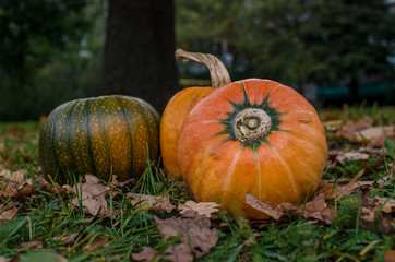 Pampkins with fall leaves