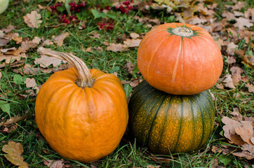 Pampkins with fall leaves