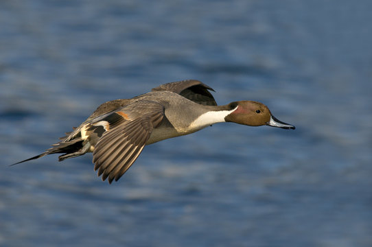 Male Northern Pintail (Anas acuta) in flight at Esquimalt Lagoon, Victoria, Vancouver Island, British Columbia, Canada