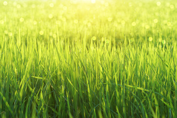 rice plant in rice field